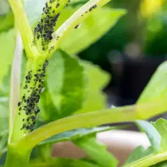 Une invasion de pucerons noirs sur la tige d'une plante d'intérieur verte.