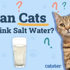 A tabby cat looks at a glass of water, questioning if cats can drink salt water.