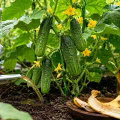 Podlewam ogórki wodą z banana, naturalnym nawozem, który zapewni im obfite plony.