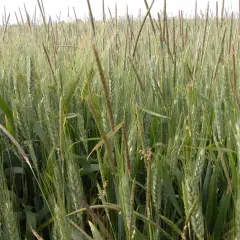 Champ de blé vert, avec des épis de **levto wg** se mêlant aux tiges. La lumière du jour éclaire doucement le paysage.