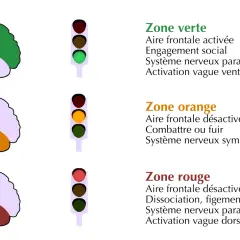 Schéma cérébral illustrant comment calmer le système nerveux central : zone verte (engagement social), orange (combat/fuite), rouge (dissociation).