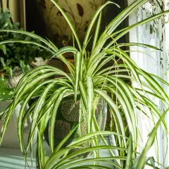 Un chlorophytum extérieur, avec ses longues feuilles vertes et blanches, prospère près d'une fenêtre ornée d'un rideau décoratif.