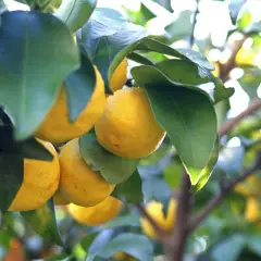 Yuzu que es: cítricos amarillos colgando de una rama, con hojas verdes y luz solar brillante.