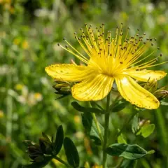 Una vibrante flor de san juan amarilla, con sus pétalos delicados y estambres largos, se alza en un campo verde.