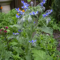 Eine blaue borretsch pflanze mit sternförmigen Blüten und behaarten Blättern wächst im Garten.