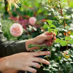 Händer som förbereder en rosstickling, redo att användas med rotstimulerande medel för att främja ny tillväxt i trädgården.