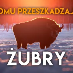 Majestatyczne żubry na Podlasiu, w zimowej scenerii o zachodzie słońca.