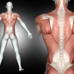 Anatomical view of the human back, showcasing detailed musculature. Widely spread arms reveal the intricate network of muscles, with a close-up on the powerful muscles of the back.