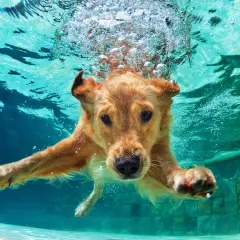 Złoty retriever zanurza się pod wodą, pokazując, jak pływać pieskiem. Bąbelki unoszą się wokół jego pyska, gdy płynie w kierunku aparatu.