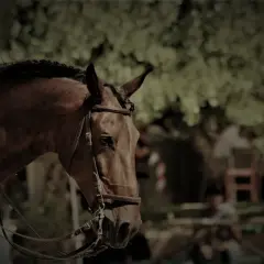 Brązowy koń z zaplecioną grzywą, w skórzanym rzędem, czeka na sygnał. Jego jarzemko munsztuka lśni w słońcu.