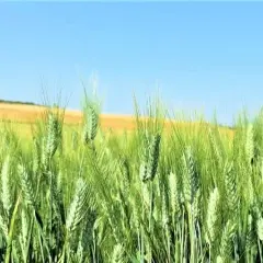 Jakie dawki nawozu na pszenicę zapewnią najwyższe plony i zdrowie roślin?