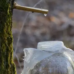 Sok z brzozy na co? Odkryj jego niezwykłe właściwości zdrowotne