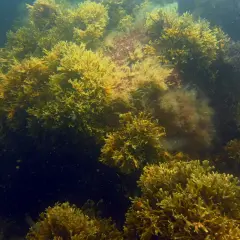 Tätt växande tång i havet, med gyllene och mörkbruna nyanser. En undervattensvärld full av liv.
