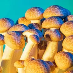 Hodowla grzybów psylocybinowych: Legalny przewodnik krok po kroku