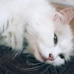 Un gato oriental blanco, con ojos verdes penetrantes, descansa plácidamente sobre una alfombra oscura.