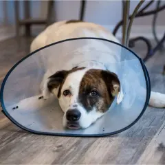 A dog wearing a cone after spaying rests on a wooden floor, looking a bit sad but recovering well.