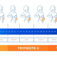 Ilustracja pokazuje zmiany sylwetki kobiety w ciąży tydzień po tygodniu, od 1 do 40 tygodnia. Wykres odpowiada na pytanie, ile dni trwa ciąża, pokazując jej rozwój.