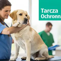Weterynarz bada labradora, przygotowując go do szczepienia szczeniaka. Tarcza Ochronna zapewnia bezpieczeństwo.