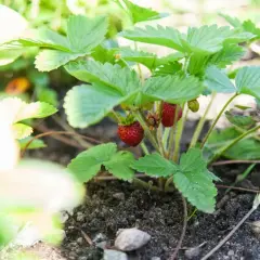 En planta med gröna blad och röda smultron som växer i jorden. Snart dags att njuta av att odla smultron.