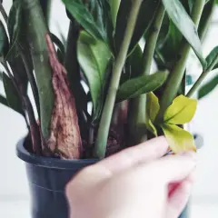 En hand rör vid en gulnande blomma på en garderobsblomma.