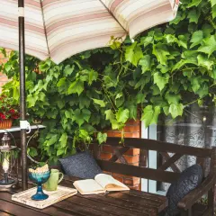 Twój balkon zielony na lata: Wieloletnie pnącza - wybór i zimowanie