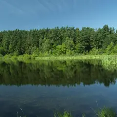 Spokojne jezioro z odbijającym się lasem i błękitnym niebem.