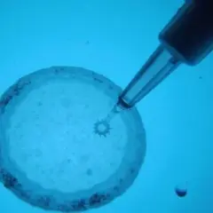 Czy in vitro to grzech? Moralność i kontrowersje w Kościele katolickim