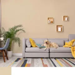 Złoty retriever leży na szarej kanapie, a ściany pomalowano farbą w odcieniu beżu. Różne rodzaje farb mogą stworzyć tak przytulne wnętrze.