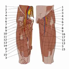 Anatomische Darstellung der Oberschenkelmuskulatur mit Nerven und Gefäßen. Der m. pectineus ist als Teil der inneren Oberschenkelmuskulatur erkennbar.