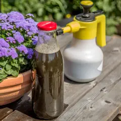 Flasche mit selbstgemachter Brennnesseljauche neben einem Sprühgerät und lila Blumen. Perfekt, um Pflanzen zu düngen.