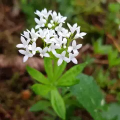 Kleine weiße Blüten und grüne Blätter – so lässt sich Waldmeister erkennen. Ein zarter Duft liegt in der Luft.