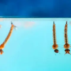 Des larves de moustique, appelées "têtards", se développent dans l'eau stagnante. Elles respirent à la surface, prêtes à devenir des adultes volants.