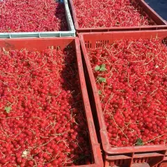 Mnóstwo czerwonych porzeczek w skrzynkach. Zastanawiasz się nad czarna porzeczka cena? Tutaj znajdziesz świeże owoce prosto z pola.