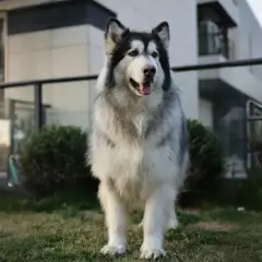 Piękny Alaskan Malamute, jeden z majestatycznych ras psów dużych, stoi na trawniku przed nowoczesnym budynkiem.