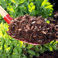 Schaufel mit walnussschalen als mulch, bereit zum Ausbringen im Garten.
