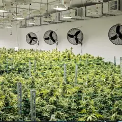 Un'ampia coltivazione indoor con file di piante verdi, ventilatori a soffitto e luci.