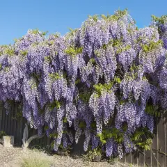 Obficie kwitnąca wisteria tworzy fioletowy wodospad kwiatów na tle drewnianego płotu. To piękny widok, kiedy wisteria kwitnie wiosną.