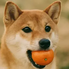 Ein Shiba Inu Hund hält eine Mandarine im Maul.