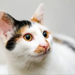 Cuánto vive un gato y qué factores afectan su longevidad