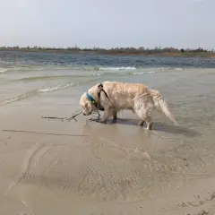 Złoty retriever w wodzie przy brzegu, szukający patyka. W tle jezioro i linia drzew. Pogoria 4.