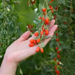 Jak sadzić jagody goji - proste kroki do udanej uprawy