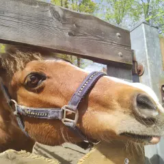 Brązowy koń z białą łatką na pysku w mini zoo Żywiec, z bliska, w słoneczny dzień.