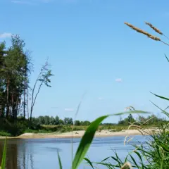Spokojna rzeka i las sosnowy, idealne na jednodniową wycieczkę. Odkryj ciekawe miejsca 150 km od Warszawy.