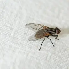 Eine Fliege auf weißem Tuch. Suche nach hausmittel gegen kleine fliegen, um sie loszuwerden.