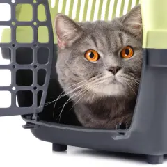 Jak trzymać kota u weterynarza? Poradnik dla spokojnej wizyty.