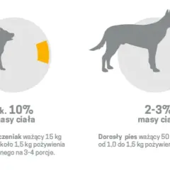Pies a surowe mięso: Bezpieczeństwo, ryzyko, zasady BARF poradnik