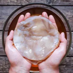 Kombucha co to? Dwie dłonie trzymają galaretowaty SCOBY, kulturę do fermentacji napoju.