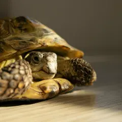 Mały żółw domowy wychyla głowę spod pancerza, jego oczy błyszczą w słońcu.