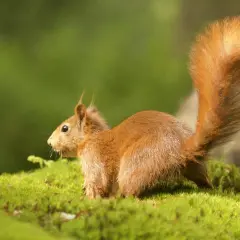 Una ardilla roja, con su cola esponjosa, parece soñar con ardillas mientras se posa sobre musgo verde.