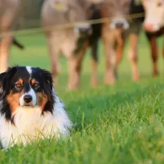 Berger australien au poil long, gardien vigilant, symbolise l'espérance de vie d'un compagnon fidèle. Des vaches paissent en arrière-plan.